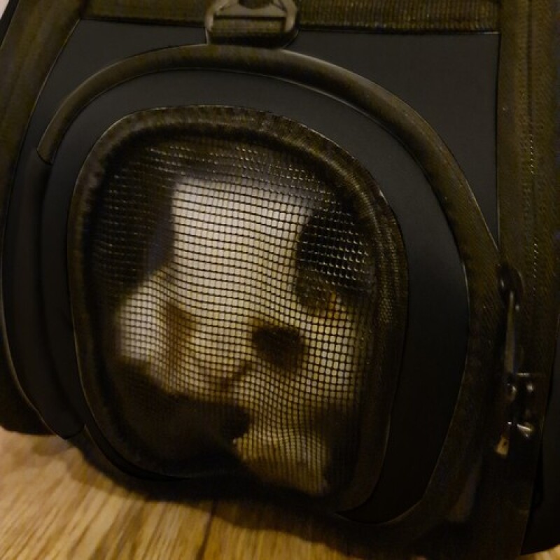 Transporter bag for dogs and cats